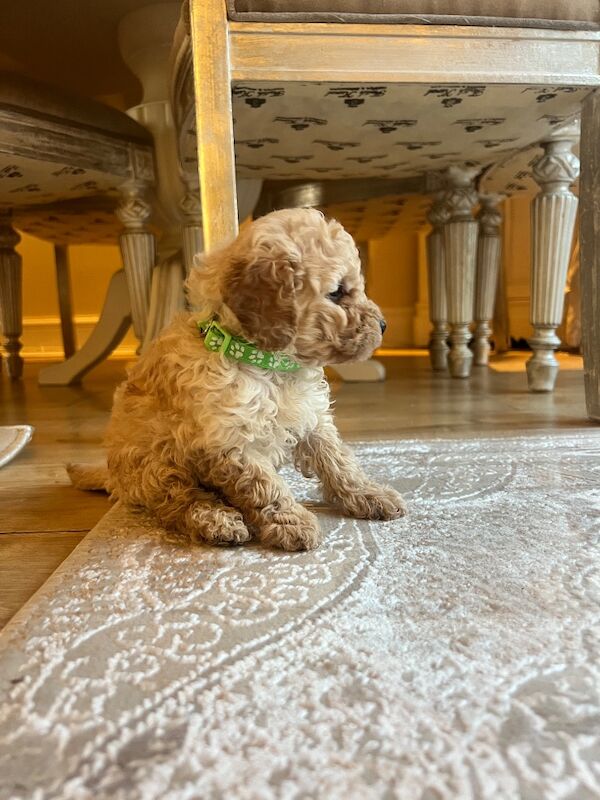 Beautiful Toy Poodle Puppies – 3 Apricot Girls & 1 Apricot Boy – Ready 23rd July - Image 10 of 17