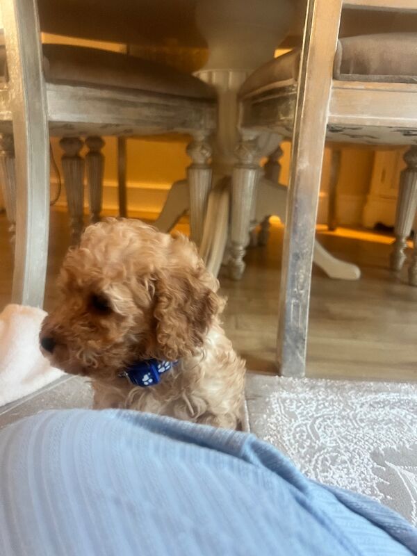 Beautiful Toy Poodle Puppies – 3 Apricot Girls & 1 Apricot Boy – Ready 23rd July - Image 11 of 17