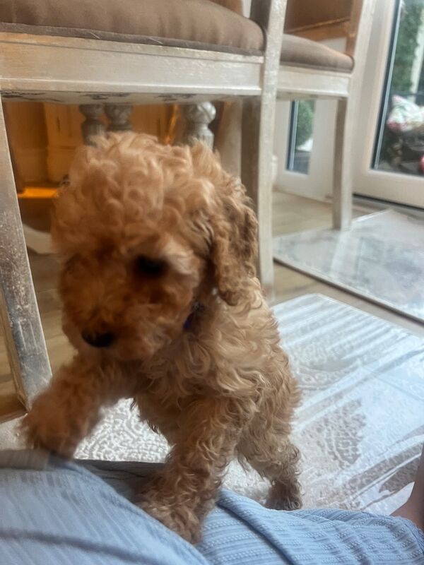 Beautiful Toy Poodle Puppies – 3 Apricot Girls & 1 Apricot Boy – Ready 23rd July - Image 12 of 17