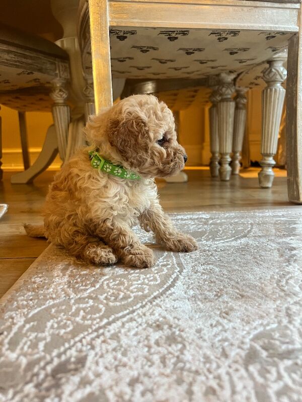 Beautiful Toy Poodle Puppies – 3 Apricot Girls & 1 Apricot Boy – Ready 23rd July - Image 13 of 17