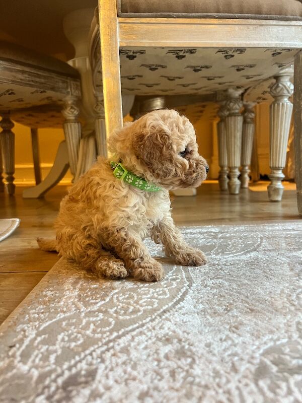 Beautiful Toy Poodle Puppies – 3 Apricot Girls & 1 Apricot Boy – Ready 23rd July - Image 14 of 17