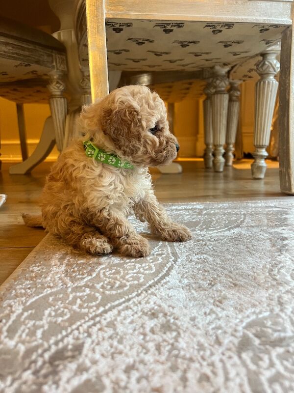 Beautiful Toy Poodle Puppies – 3 Apricot Girls & 1 Apricot Boy – Ready 23rd July - Image 15 of 17