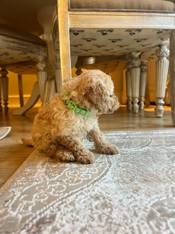 Beautiful Toy Poodle Puppies – 3 Apricot Girls & 1 Apricot Boy – Ready 23rd July - Image 16 of 17