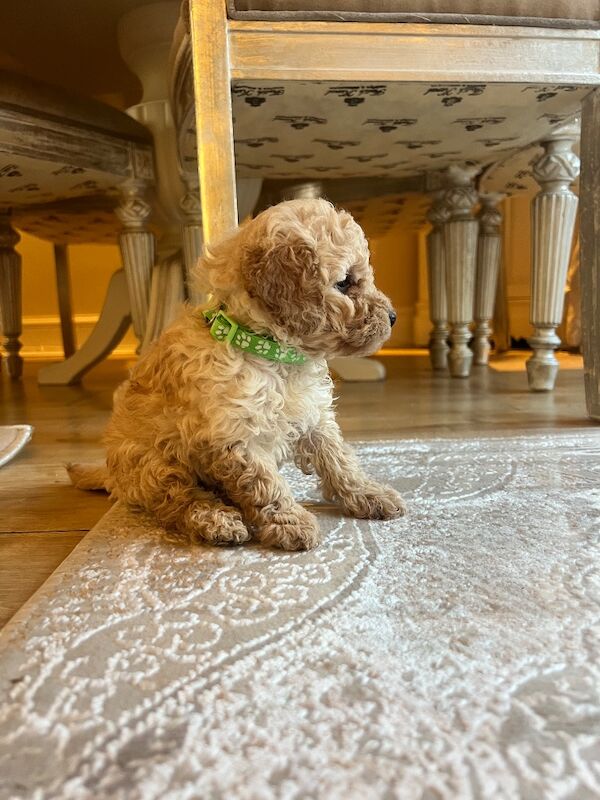 Beautiful Toy Poodle Puppies – 3 Apricot Girls & 1 Apricot Boy – Ready 23rd July - Image 17 of 17