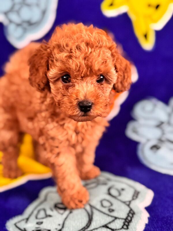 Beautiful Toy Poodle Puppies – Loving Homes Sought