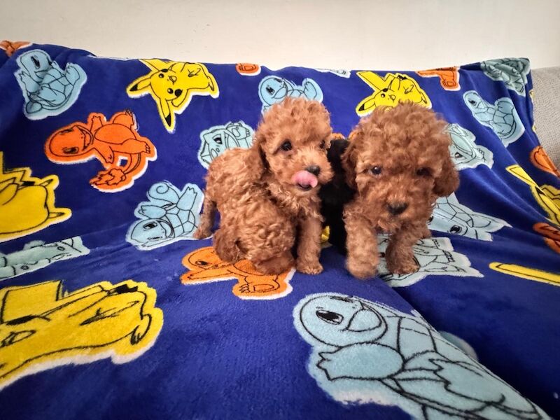 Beautiful Toy Poodle Puppies – Loving Homes Sought - Image 2 of 15