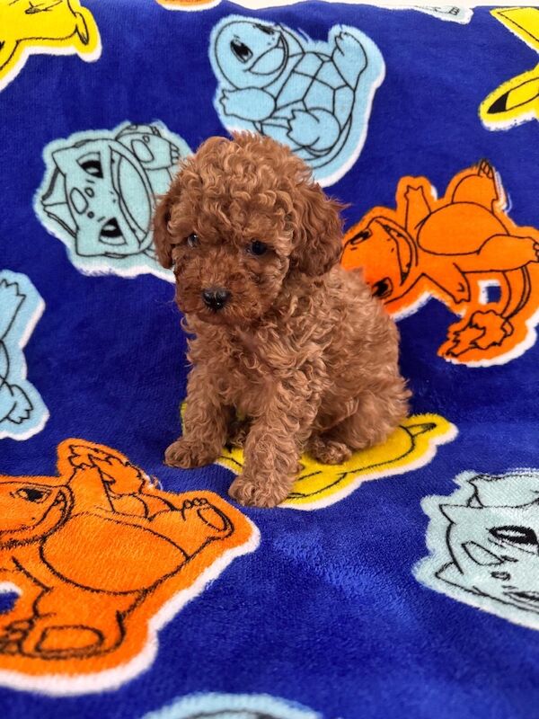 Beautiful Toy Poodle Puppies – Loving Homes Sought - Image 4 of 15