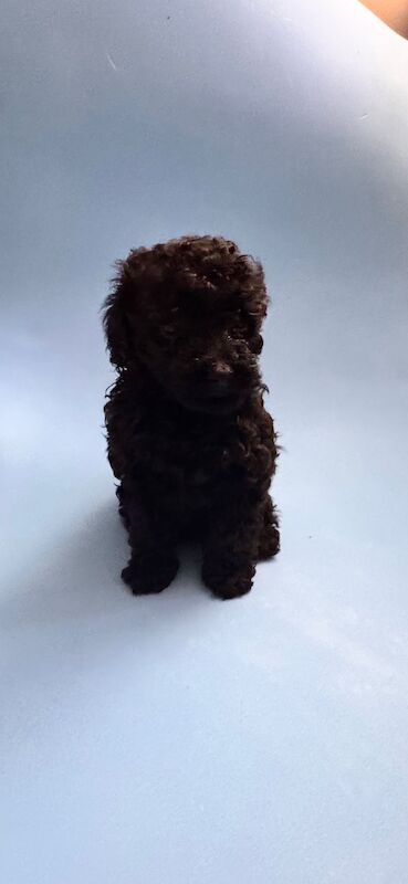 Beautiful Toy Poodle Puppies – Loving Homes Sought - Image 5 of 15