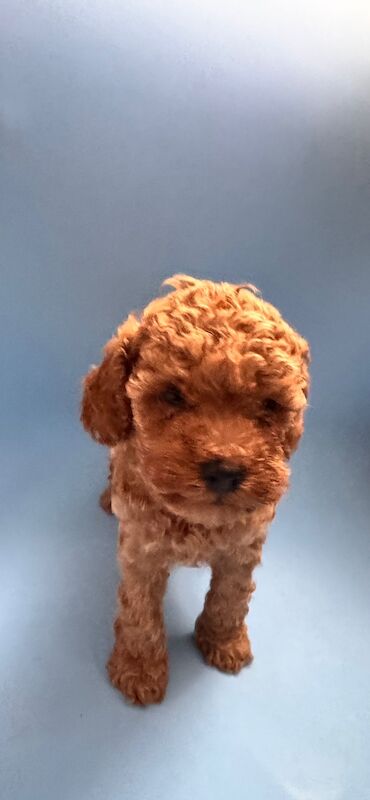 Beautiful Toy Poodle Puppies – Loving Homes Sought - Image 6 of 15