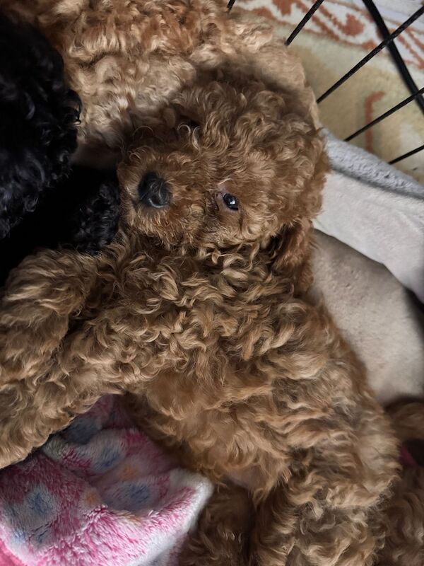 Beautiful Toy Poodle Puppies – Loving Homes Sought - Image 7 of 15