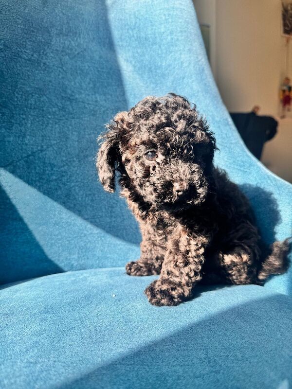 Beautiful Toy Poodle Puppies – Loving Homes Sought - Image 9 of 15