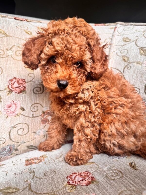 Beautiful Toy Poodle Puppies – Loving Homes Sought - Image 10 of 15