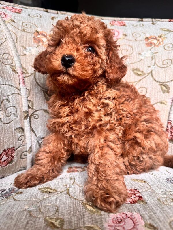 Beautiful Toy Poodle Puppies – Loving Homes Sought - Image 11 of 15