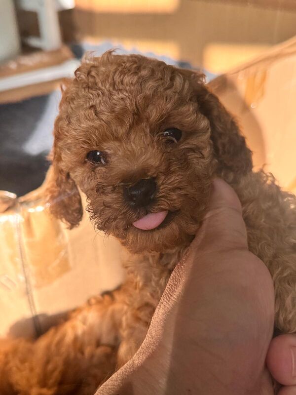 Beautiful Toy Poodle Puppies – Loving Homes Sought - Image 12 of 15