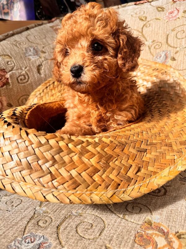 Beautiful Toy Poodle Puppies – Loving Homes Sought - Image 13 of 15
