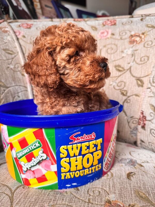Beautiful Toy Poodle Puppies – Loving Homes Sought - Image 14 of 15