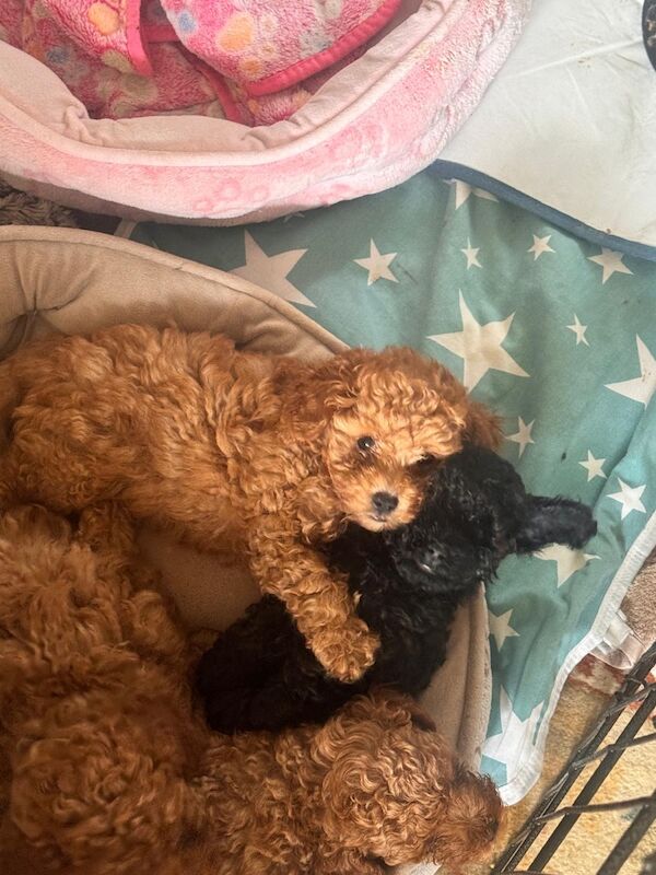 Beautiful Toy Poodle Puppies – Loving Homes Sought - Image 15 of 15