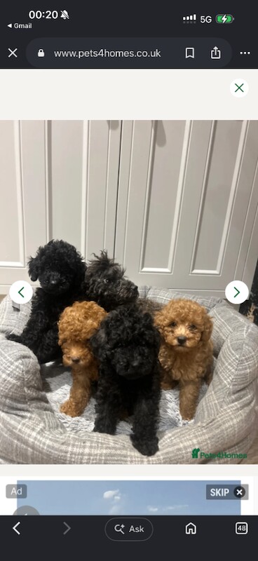 Beautiful Toy Poodle Puppy – Loving Home Needed - Image 2 of 4