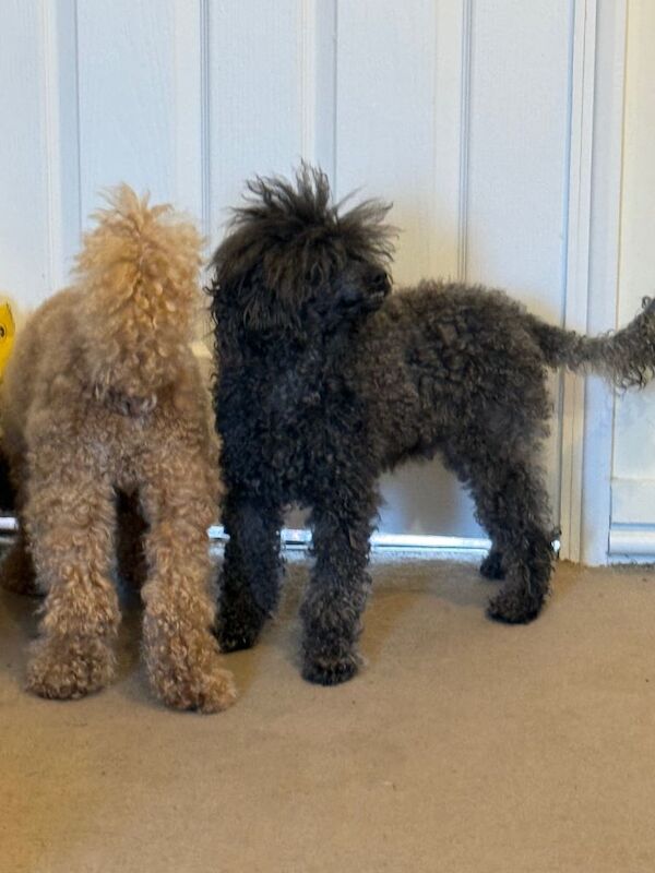 Beautiful Toy Poodle Puppy – Loving Home Needed - Image 3 of 4