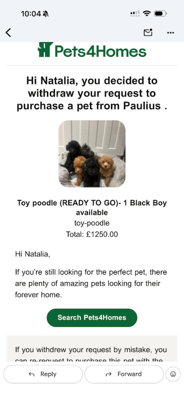 Beautiful Toy Poodle Puppy – Loving Home Needed - Image 4 of 4