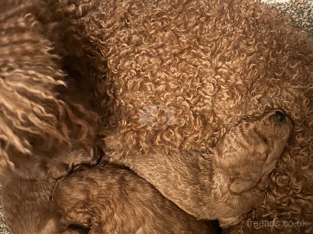 Poodle puppies for sale in Thirsk, North Yorkshire – 1 year old - Image 2 of 5