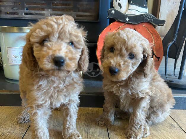 Poodle puppies for sale in Thirsk, North Yorkshire – 1 year old - Image 3 of 5