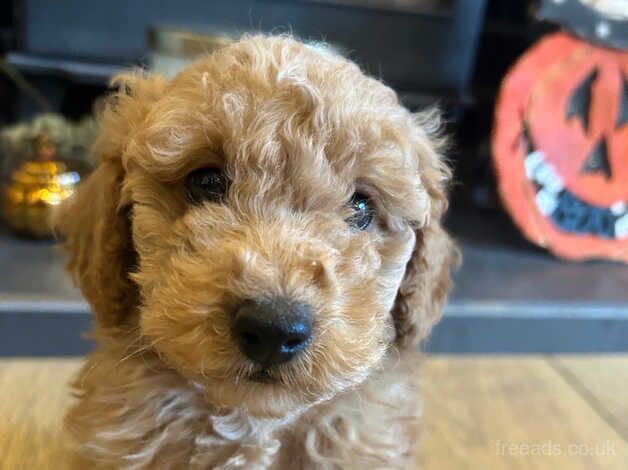 Poodle puppies for sale in Thirsk, North Yorkshire – 1 year old - Image 4 of 5