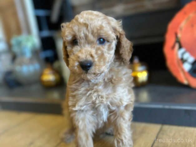Poodle puppies for sale in Thirsk, North Yorkshire – 1 year old - Image 5 of 5
