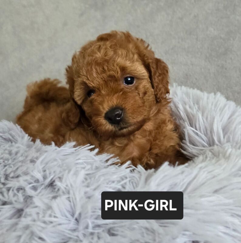 Poodle puppies for sale in Nottingham, Nottinghamshire – 6 weeks old