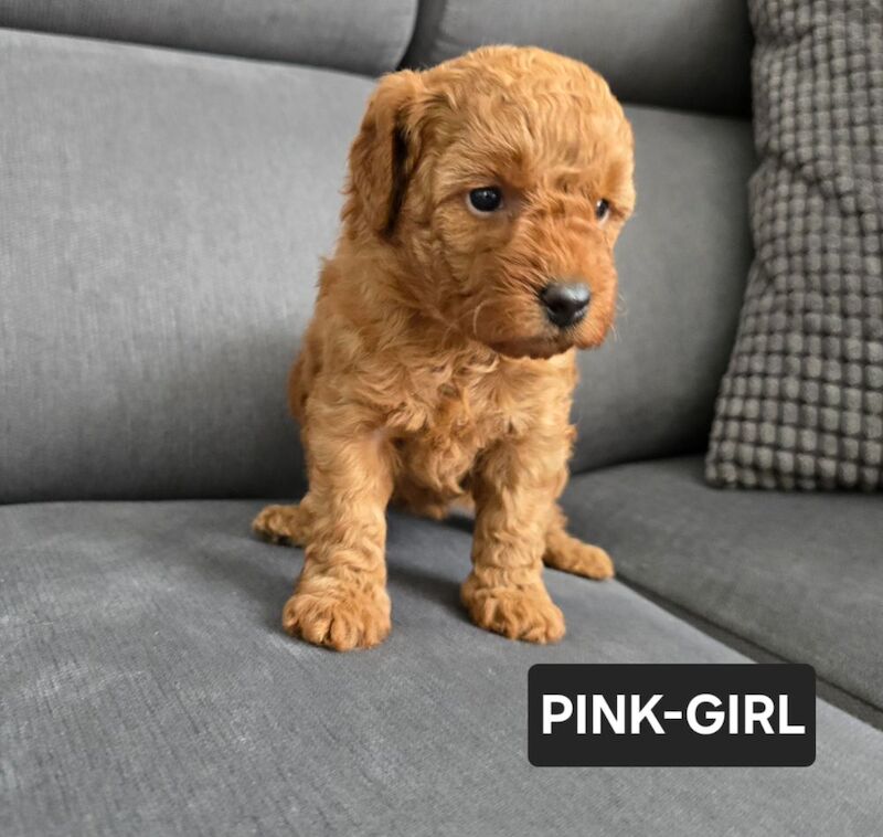 Poodle puppies for sale in Nottingham, Nottinghamshire – 6 weeks old - Image 4 of 15