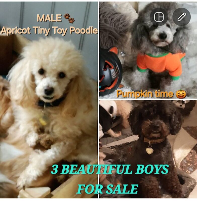 Beautuful adult male full pedigree silver & apricot toy poodles & shih poo for sale