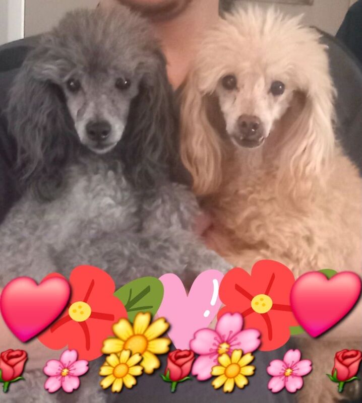 Beautuful male phantom kc & full pedigree silver & apricot toy poodles for sale
