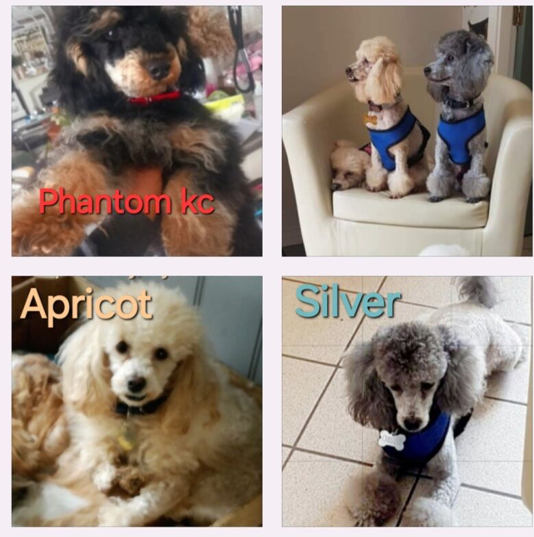 Beautuful male phantom kc & full pedigree silver & apricot toy poodles for sale
