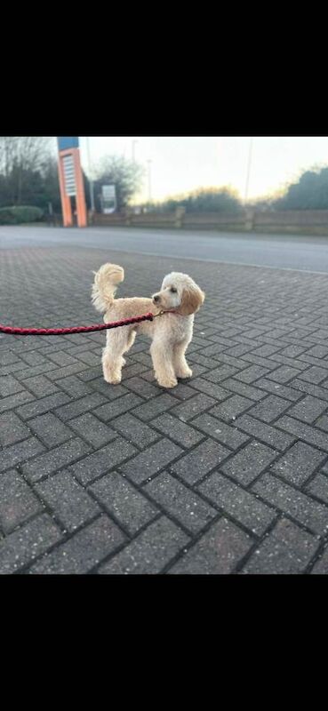 Poodle Puppies For Sale