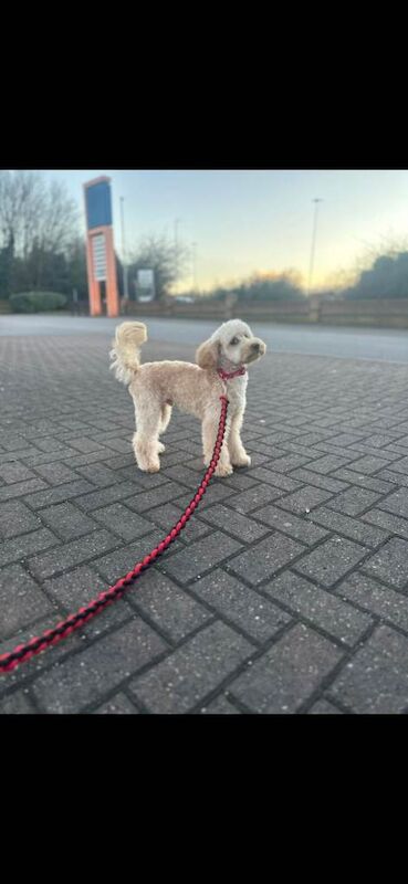 Benjiii - Image 2 of 5