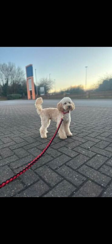 Benjiii - Image 3 of 5