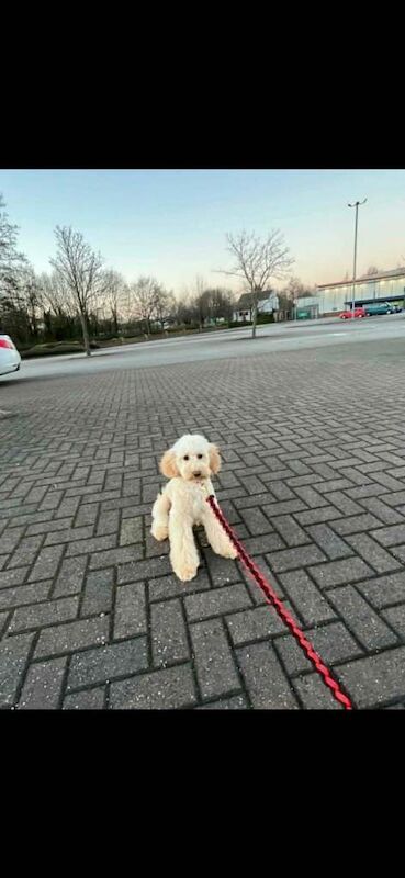 Benjiii - Image 4 of 5