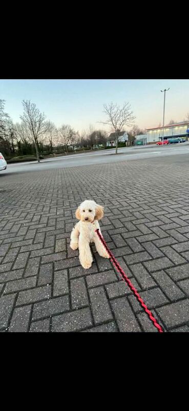 Benjiii - Image 5 of 5