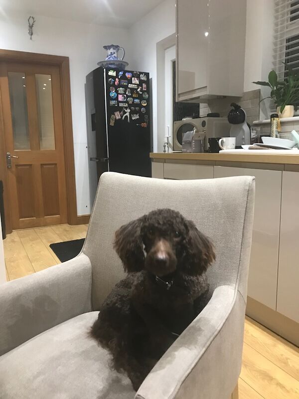 Poodle Dogs And Puppies For Adoption