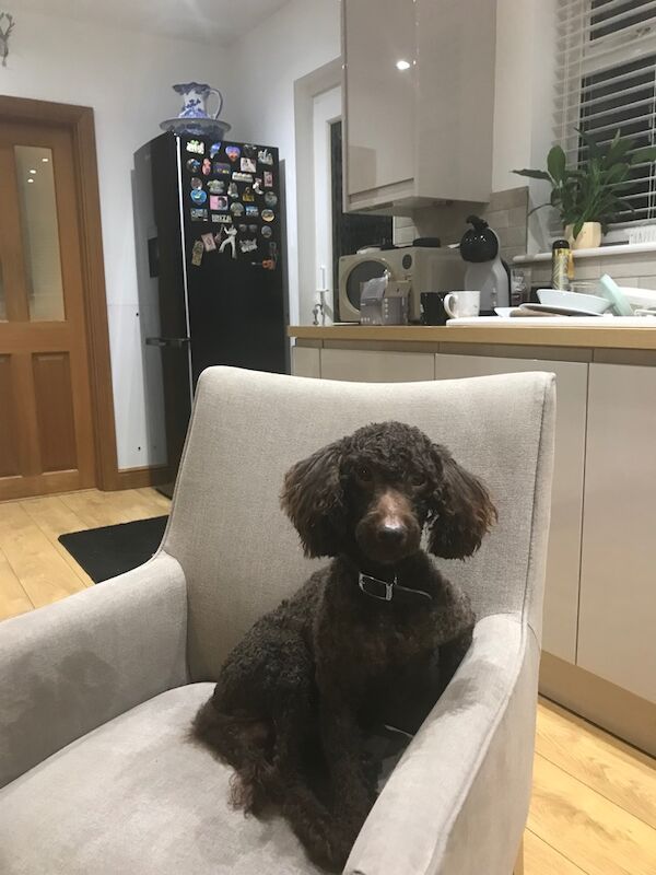 Bentley the chocolate miniature poodle - Image 2 of 3