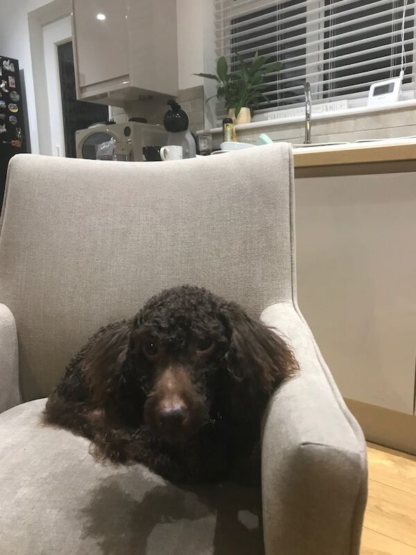 Bentley the chocolate miniature poodle - Image 3 of 3