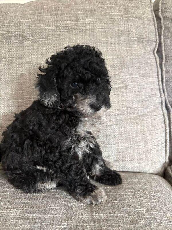 Poodle Puppies For Sale