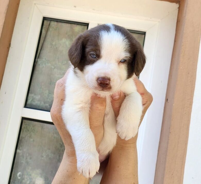 Blue eyed mini AussieDoodle – AussiePoo – Australian Shepherd and Poodle Mix for sale in Richmond, Richmond upon Thames, Greater London | Image 2