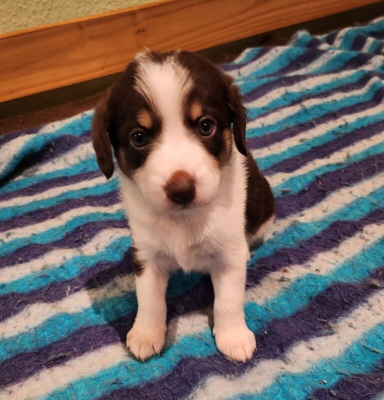 Blue eyed mini AussieDoodle – AussiePoo – Australian Shepherd and Poodle Mix for sale in Richmond, Richmond upon Thames, Greater London | Image 3