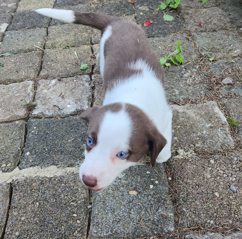 Blue eyed mini AussieDoodle – AussiePoo – Australian Shepherd and Poodle Mix for sale in Richmond, Richmond upon Thames, Greater London | Image 4