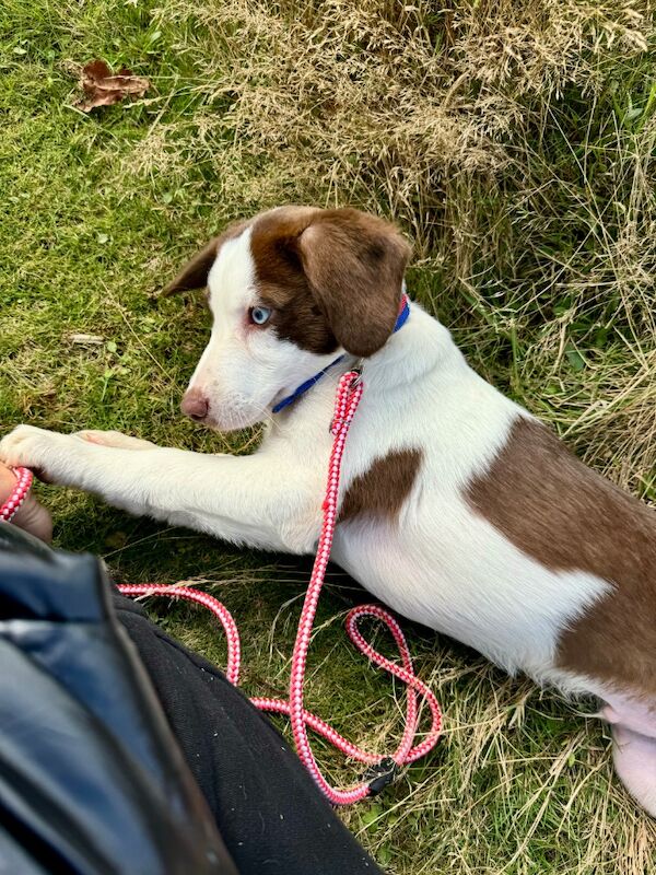 Poodle puppies for sale in Richmond, Richmond upon Thames, Greater London – 1 year old - Image 8 of 13