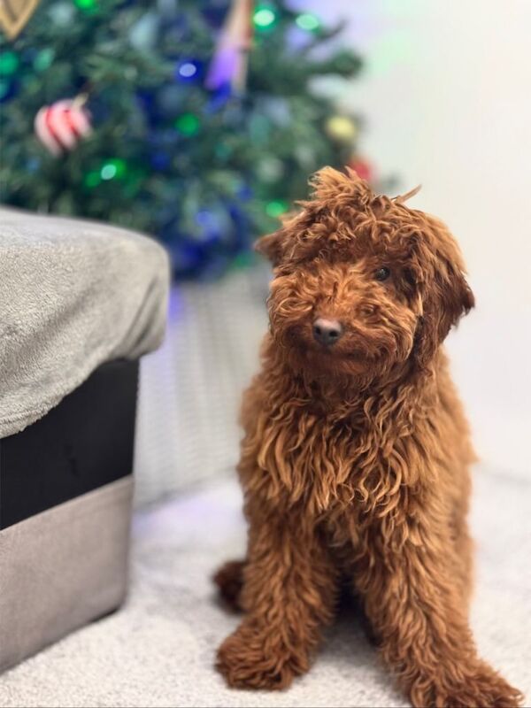 Poodle puppies for sale in New Moston, Manchester – 7 months old