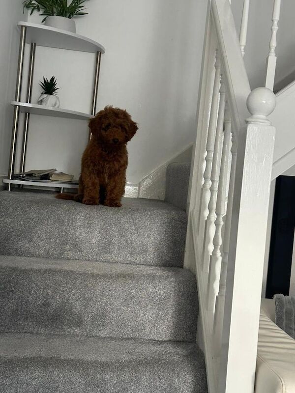 Poodle puppies for sale in New Moston, Manchester – 7 months old - Image 3 of 4