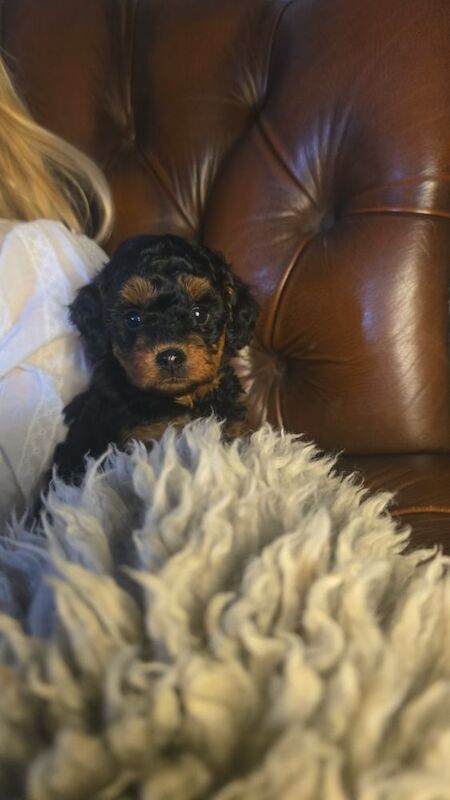 Poodle puppies for sale in Rimington, Lancashire – KC registered, 7 weeks old