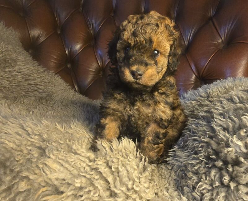 Cafe Latte Toy Sized Poodles - Image 2 of 11